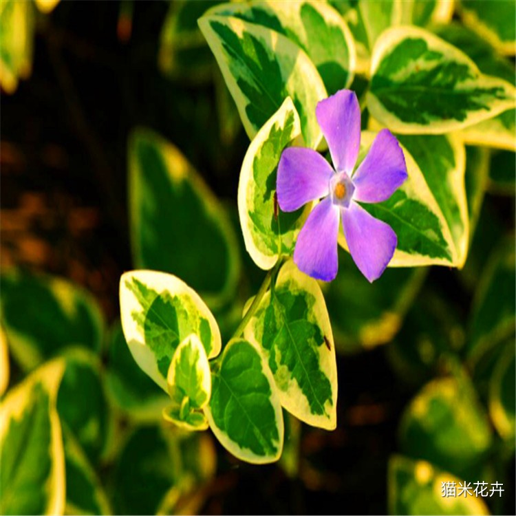 花叶蔓长春 (4).jpg