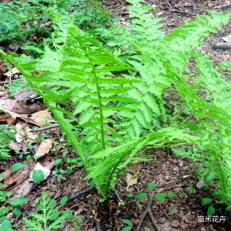东方荚果蕨 (8).jpg