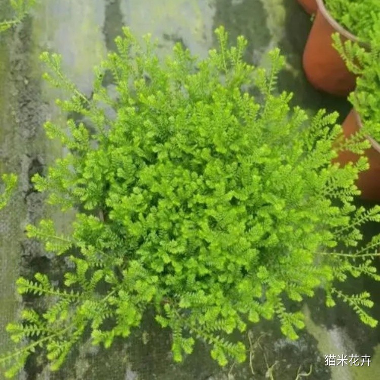 翠云草 (11).jpg
