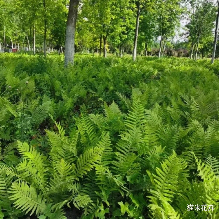 src=http___safe-img.xhscdn.com_bw1_dc589a55-d1a1-4df0-8c12-310e8b66fc16_imageView2_2_w_1080_format_jpg&refer=http___safe-img.xhscdn.webp.jpg