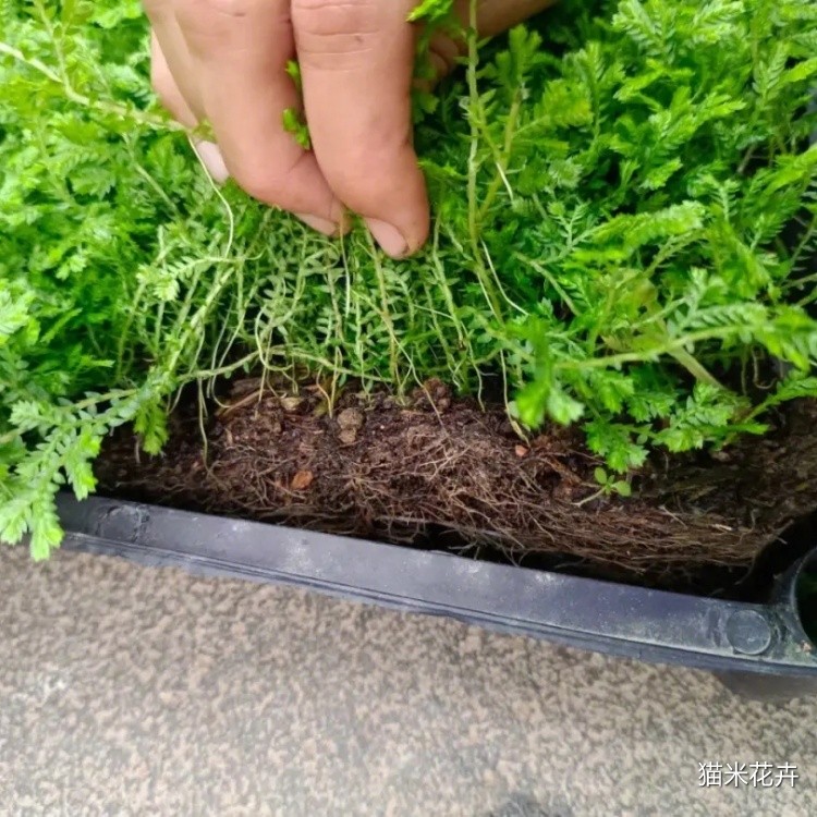 翠云草 (7).jpg