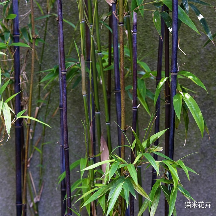 紫竹 (3).jpg