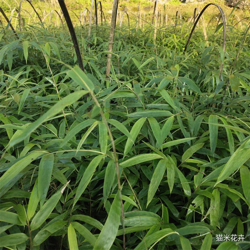 方竹 (3).jpg