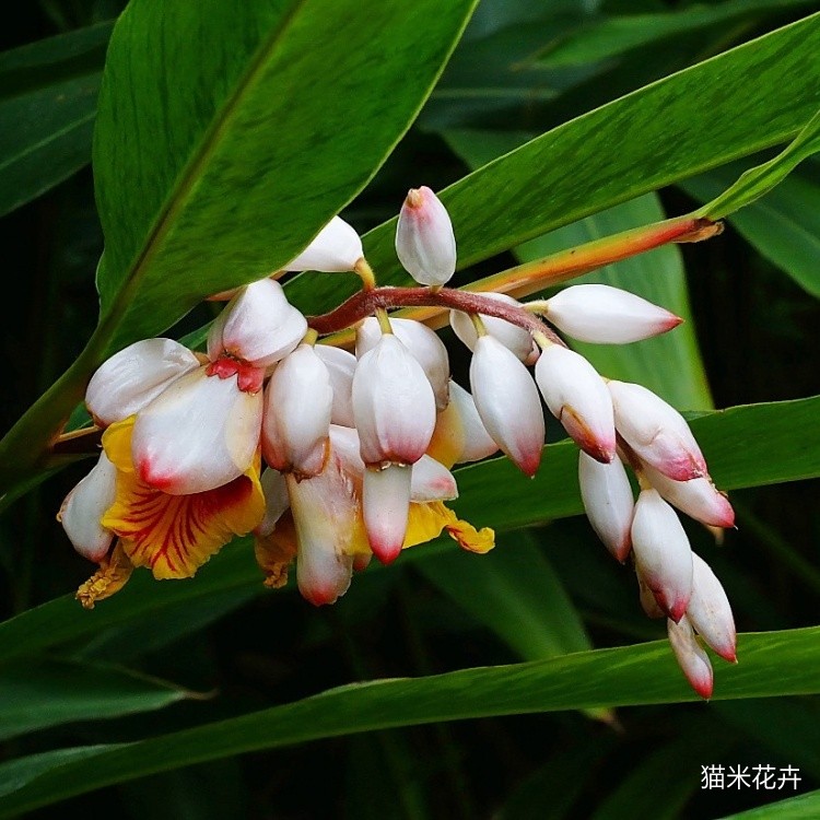 花叶良姜 (18).jpg