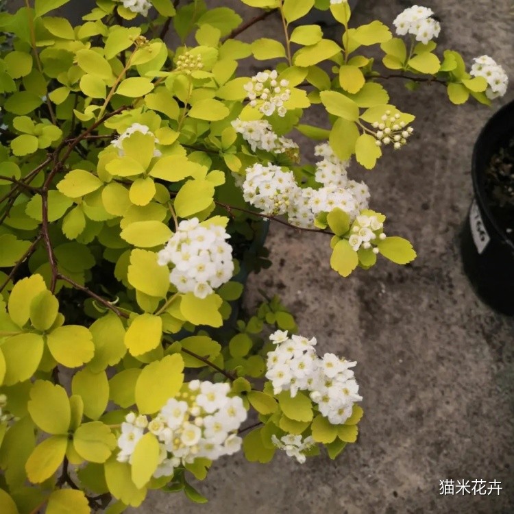 黄金喷泉绣线菊 (9).jpg