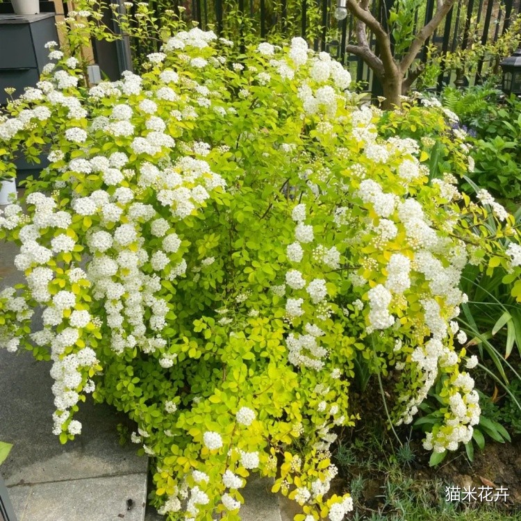 黄金喷泉绣线菊 (1).jpg