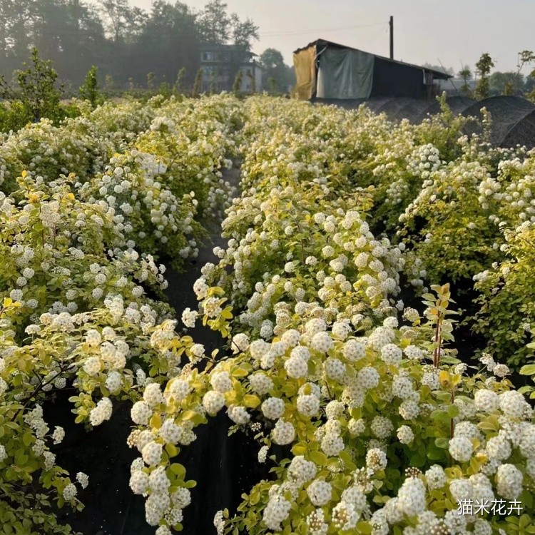 黄金喷泉绣线菊 (7).jpg