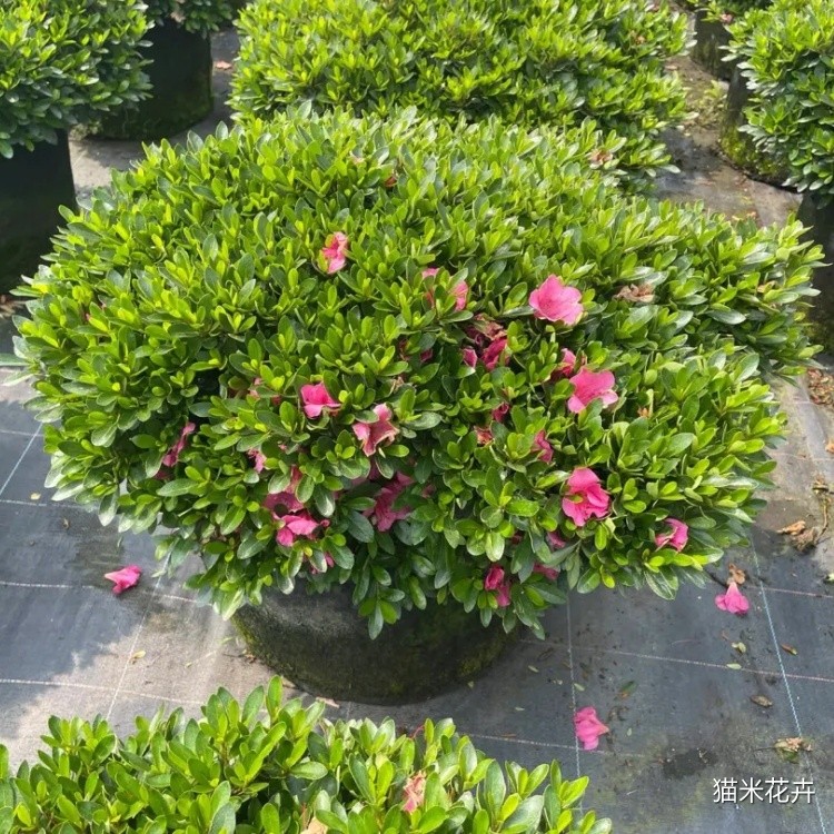 矮婆鹃 (5).jpg