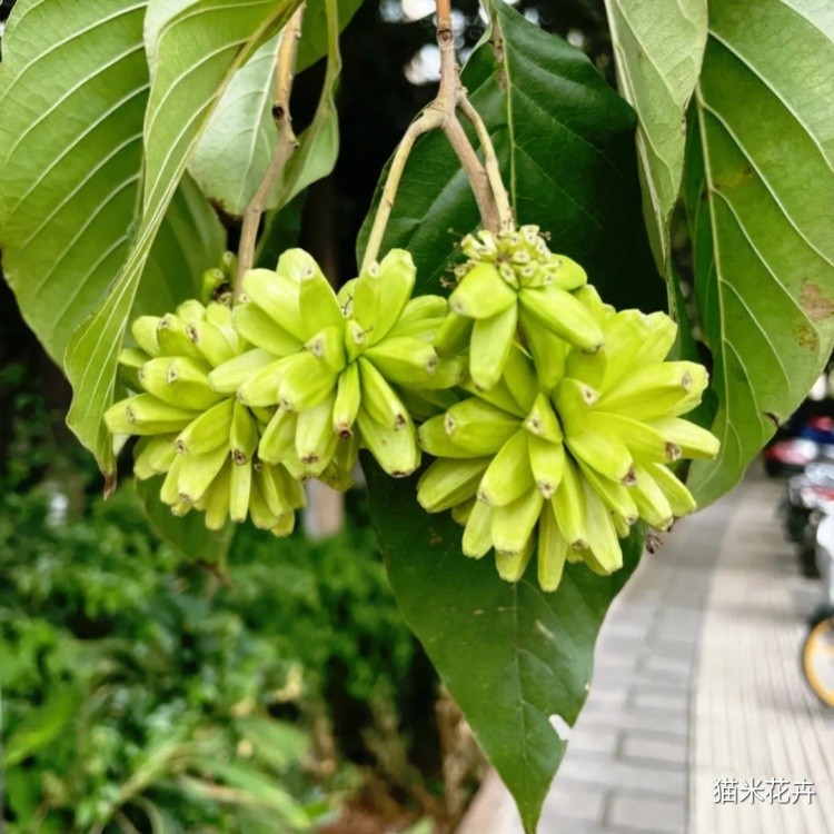 喜树 (11).jpg