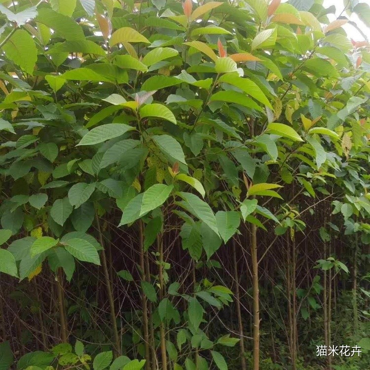 喜树 (6).jpg