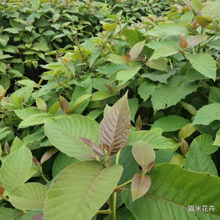 喜树 (7).jpg