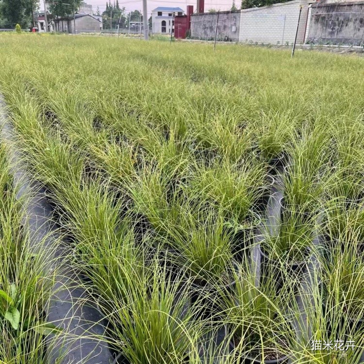凤凰绿苔草 (5).jpg