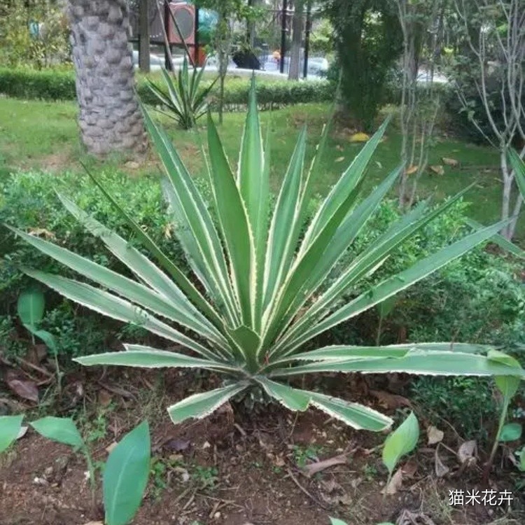 金边剑麻 (2).jpg