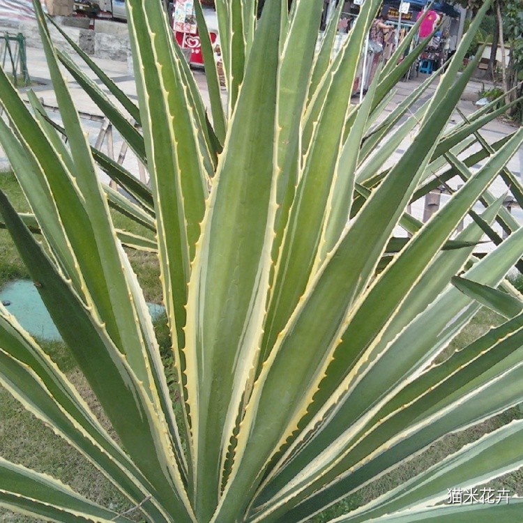 金边剑麻 (7).jpg