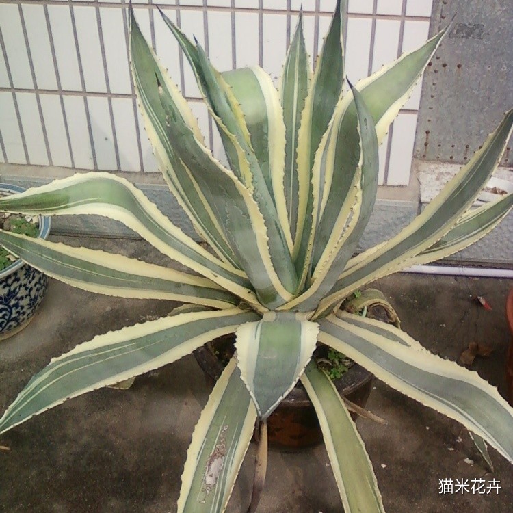 金边剑麻 (3).jpg