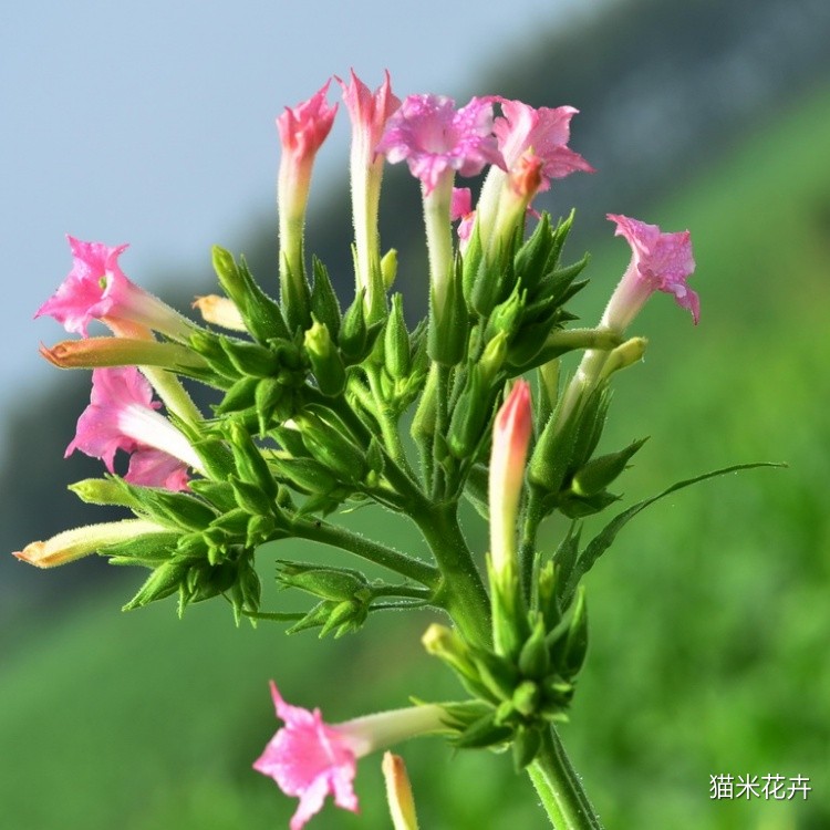 花烟草 (7).jpg