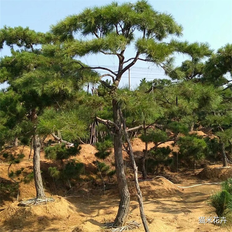 造型油松 (1).jpg