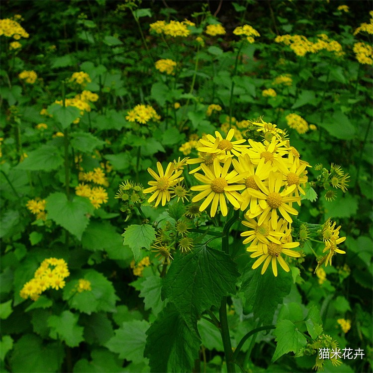 蒲耳根 (2).jpg