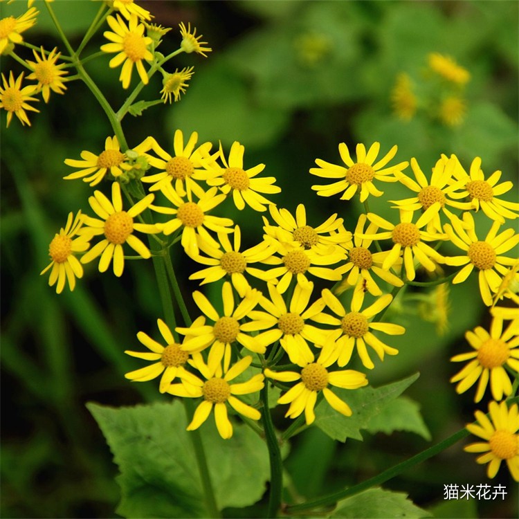 蒲耳根 (5).jpg