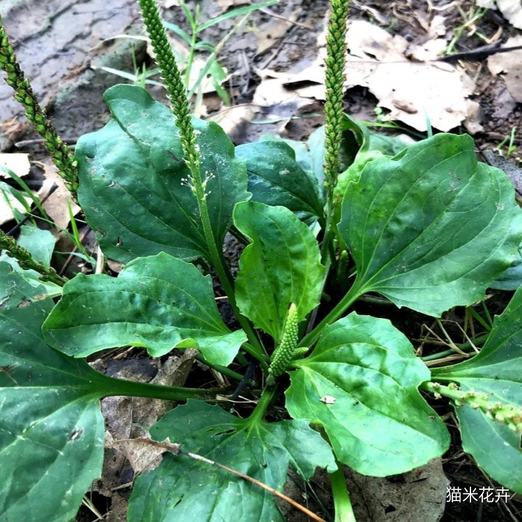 车前草 (1).jpg