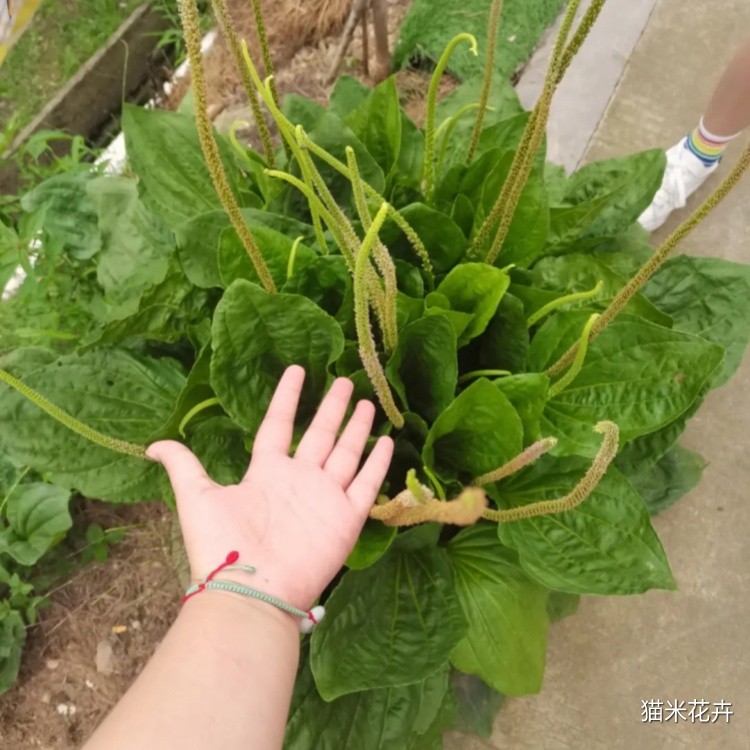 车前草 (4).jpg