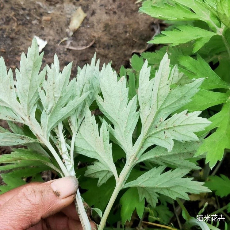 大叶艾草  (6).jpg