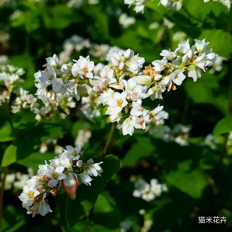 野荞麦 (3).jpg