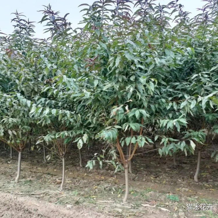 龙柱碧桃 (2).jpg