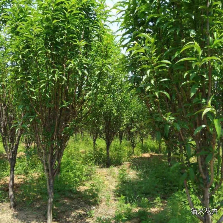 龙柱碧桃 (8).jpg