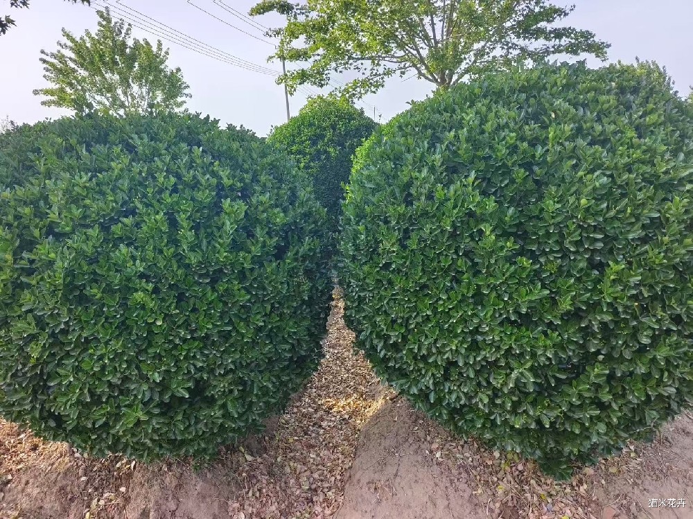 mmexport1746759096377.jpg