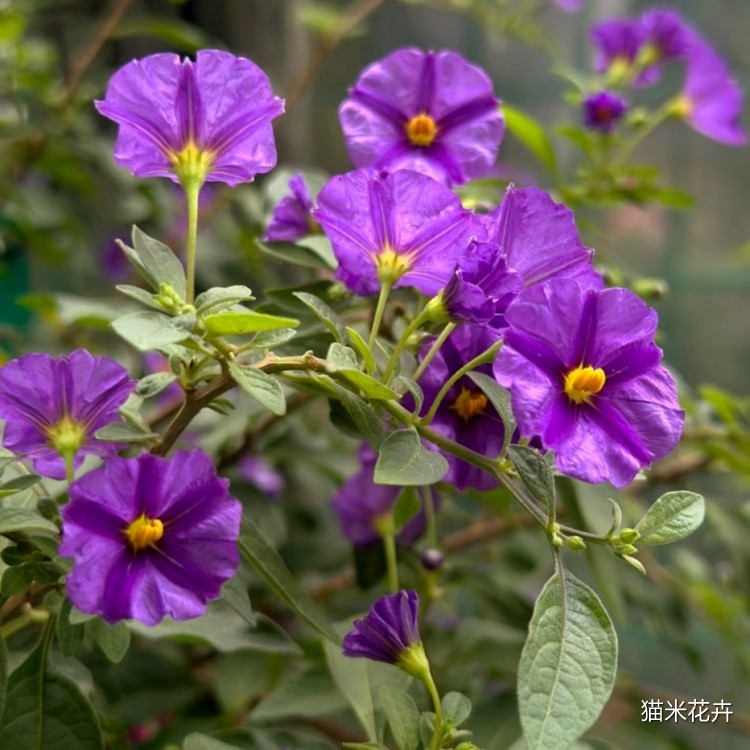 蓝花茄 (3).jpg