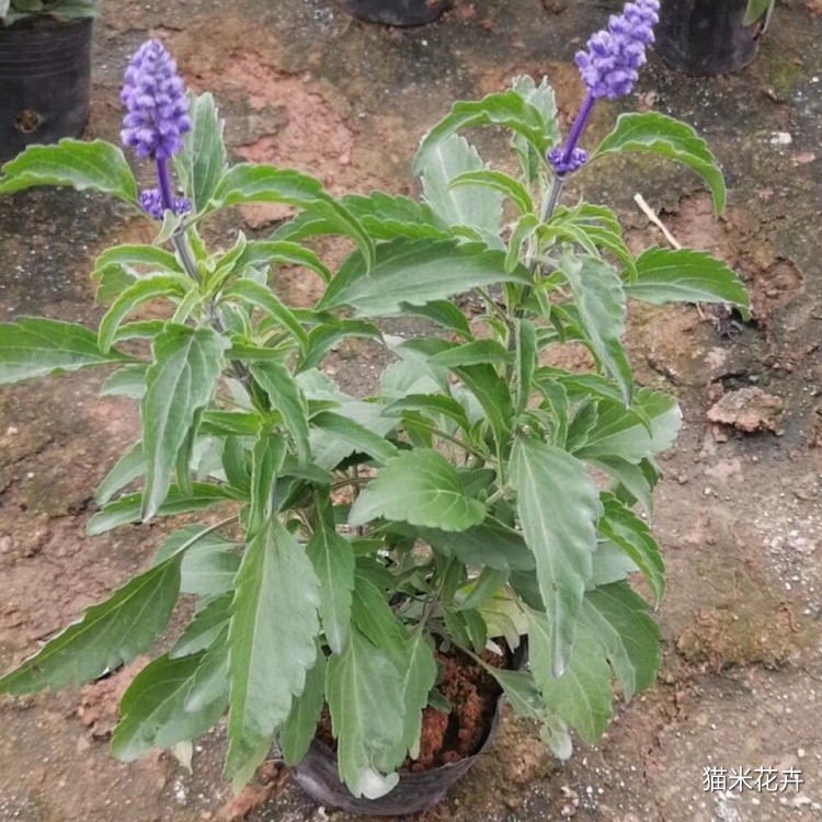 蓝花鼠尾草 (10).jpg