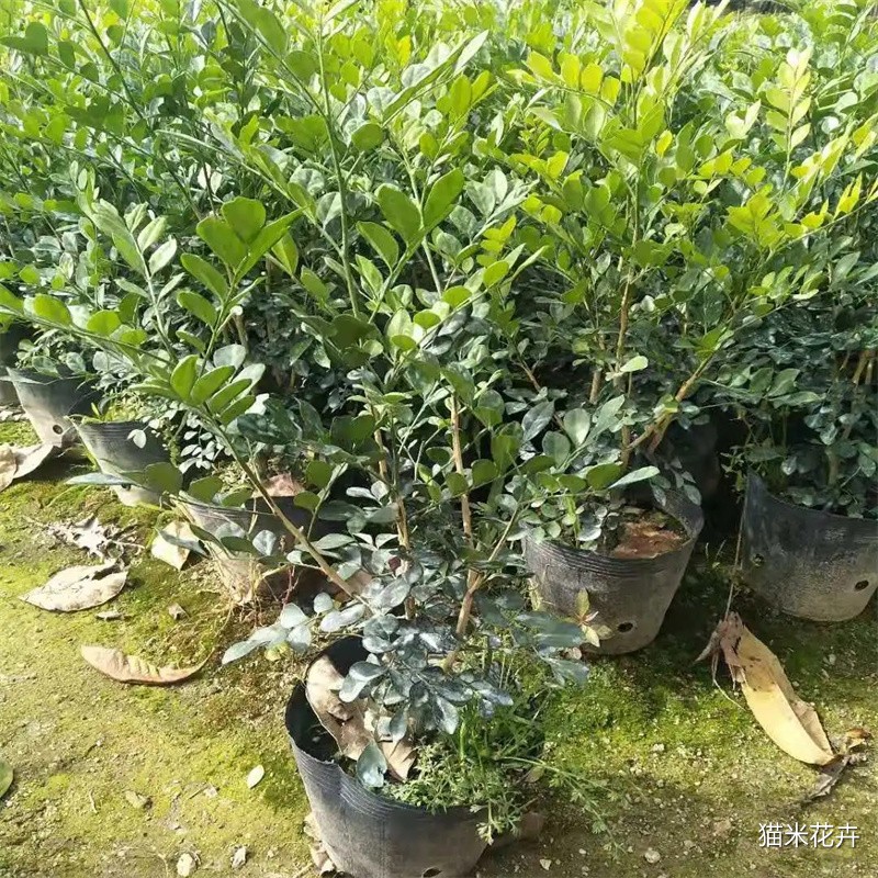 微信图片_20240309103719.jpg