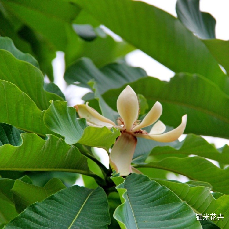 厚朴 (1).jpg