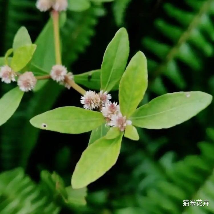 连子草 (2).jpg