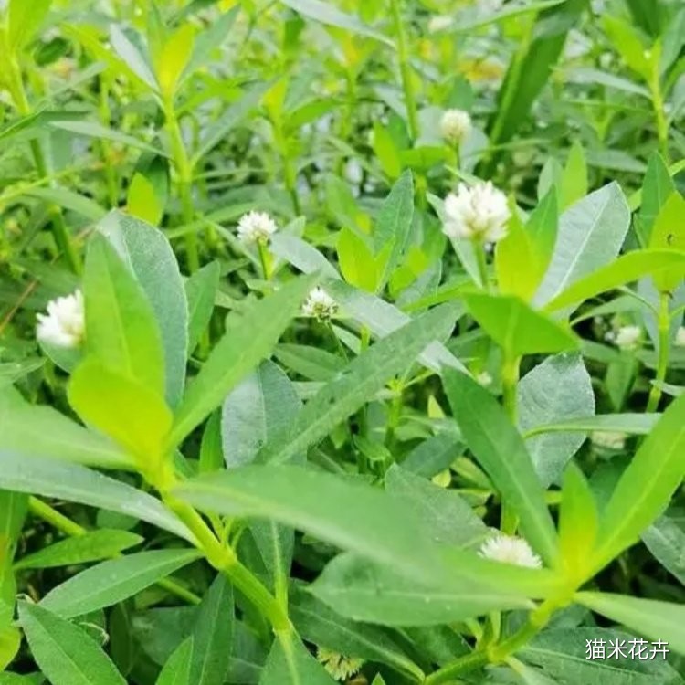 连子草 (7).jpg