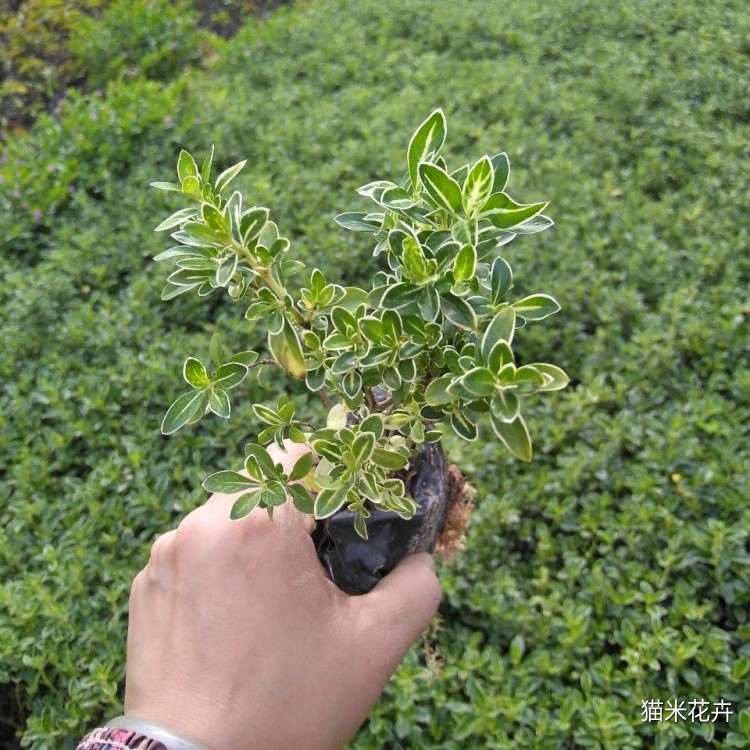 六月雪 (3).jpg