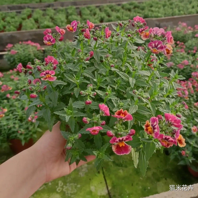 龙面花 (1).jpg