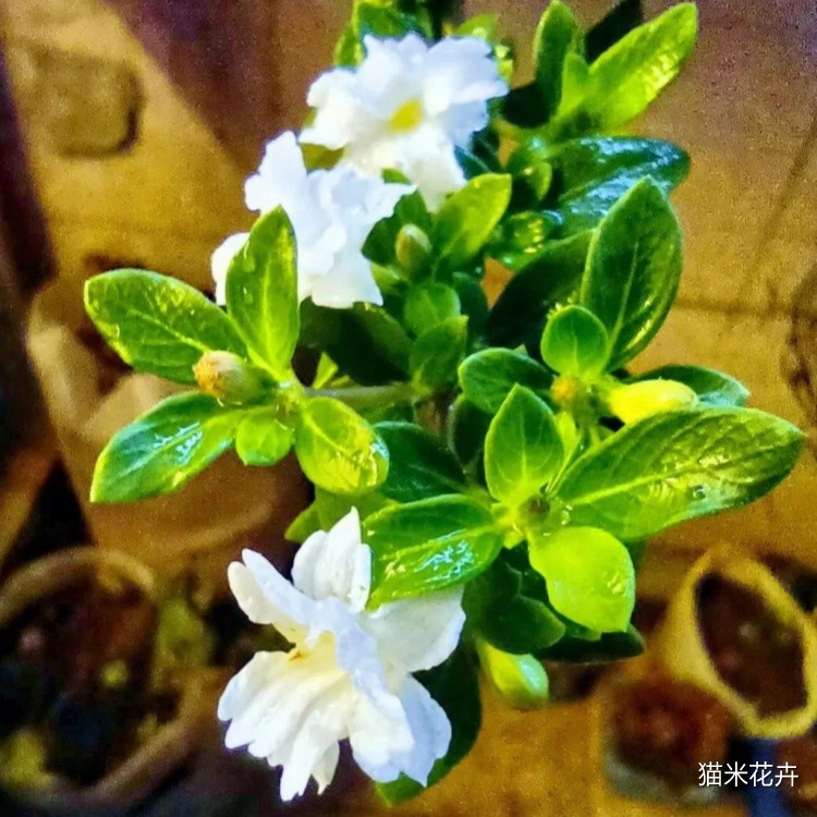 六月雪 (20).jpg