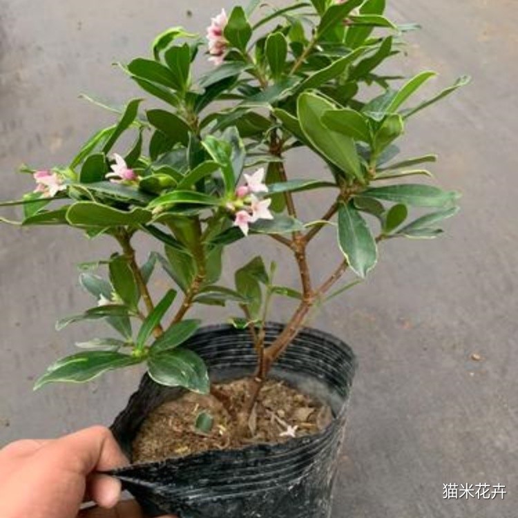 金边瑞香 (13).jpg