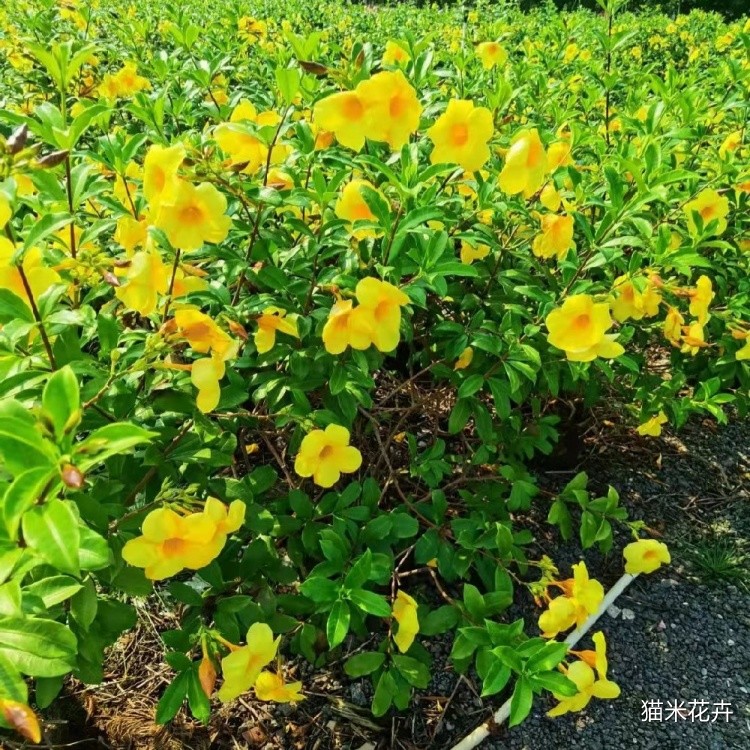 软枝黄蝉 (22).jpg