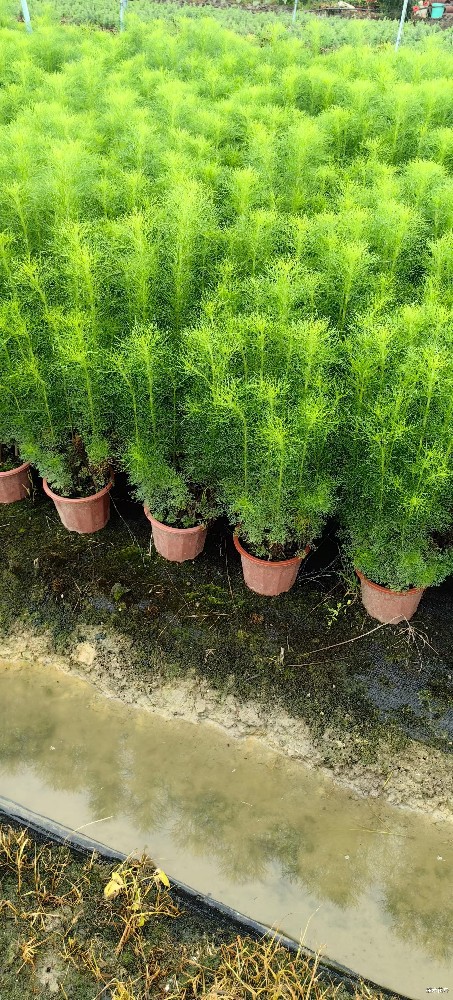 mmexport1747278346539.jpg