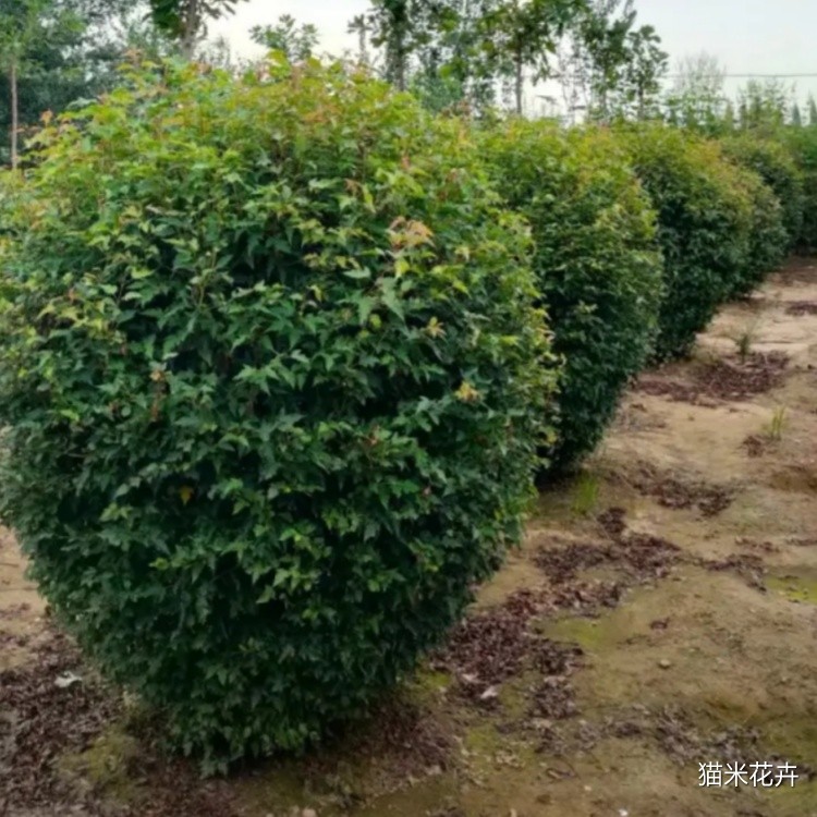 茶条槭球 (2).jpg