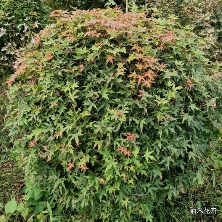 茶条槭球 (1).jpg
