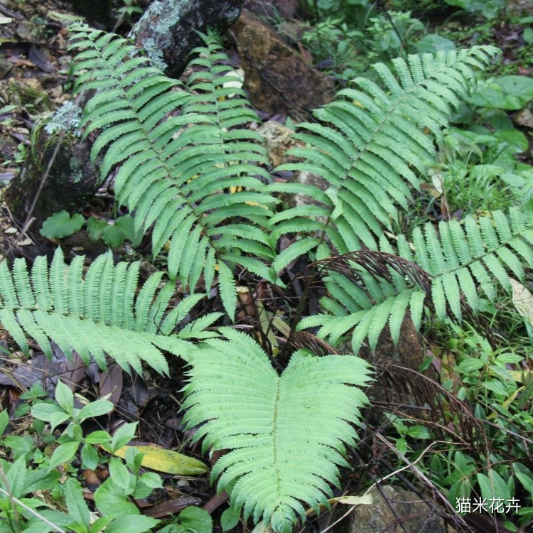 荚果蕨 (10).jpg