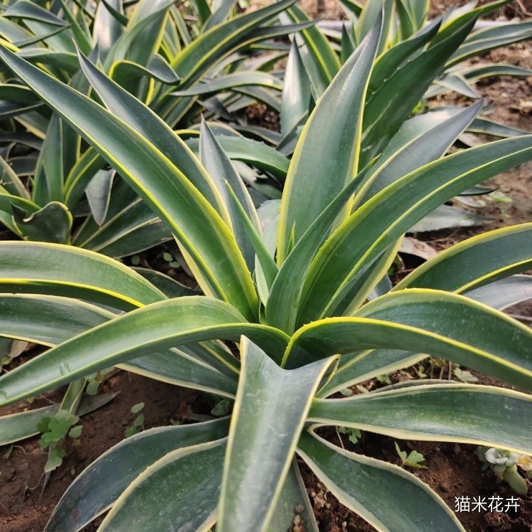 龙舌兰 (7).jpg