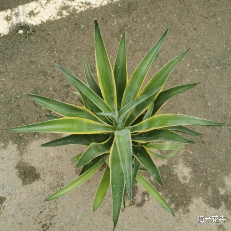 龙舌兰 (9).jpg