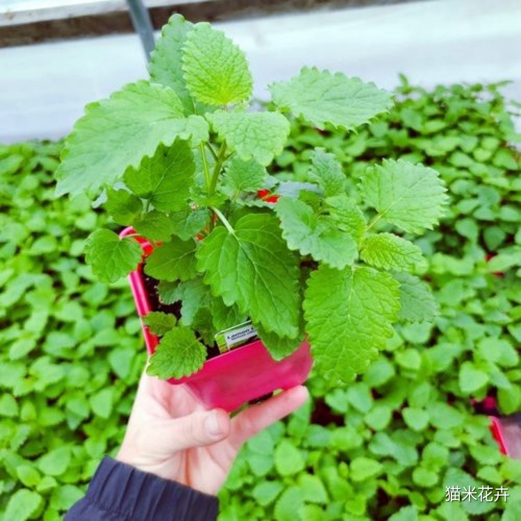 柠檬香蜂草香 (14).jpg