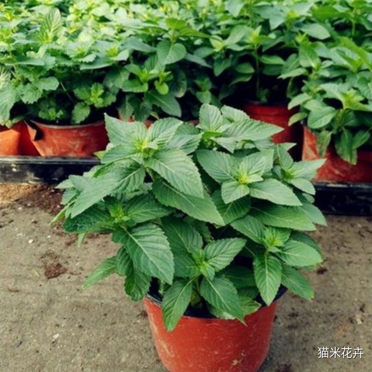 柠檬香蜂草香 (9).jpg