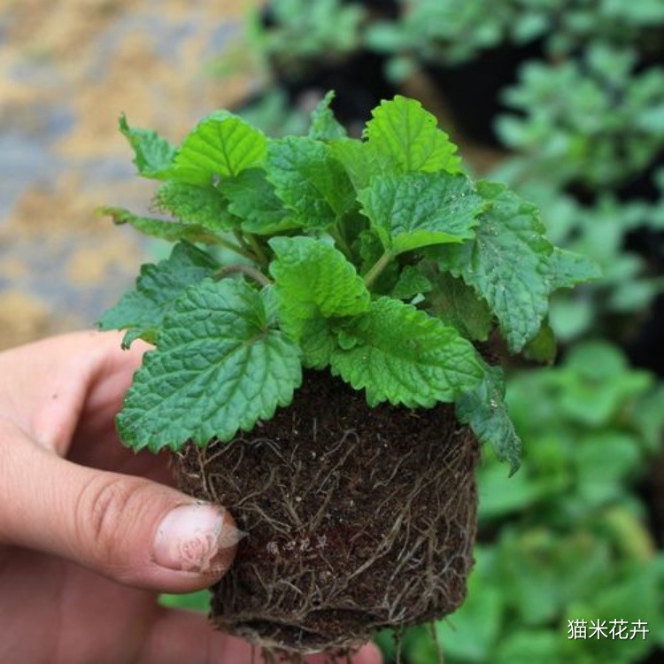 柠檬香蜂草香 (8).jpg